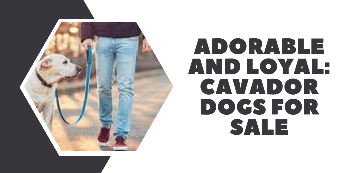 Adorable and Loyal: Cavador Dogs for Sale