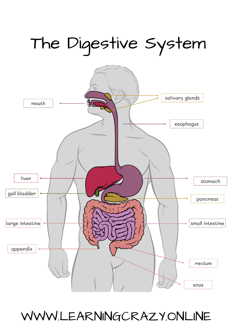 Digestive System - Learning Crazy