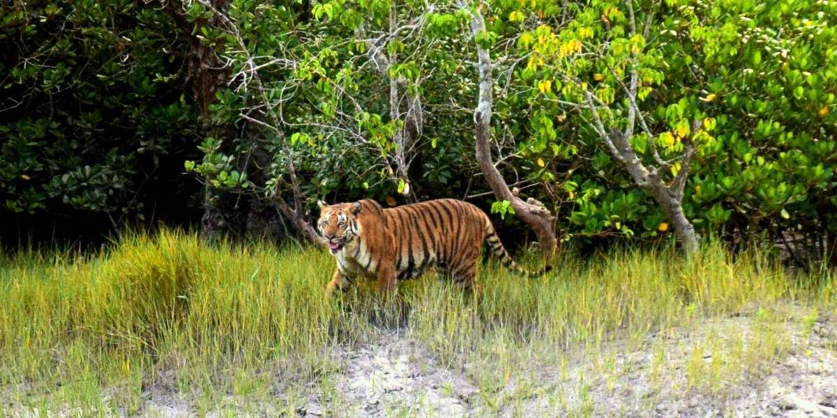 Sundarban tour package price