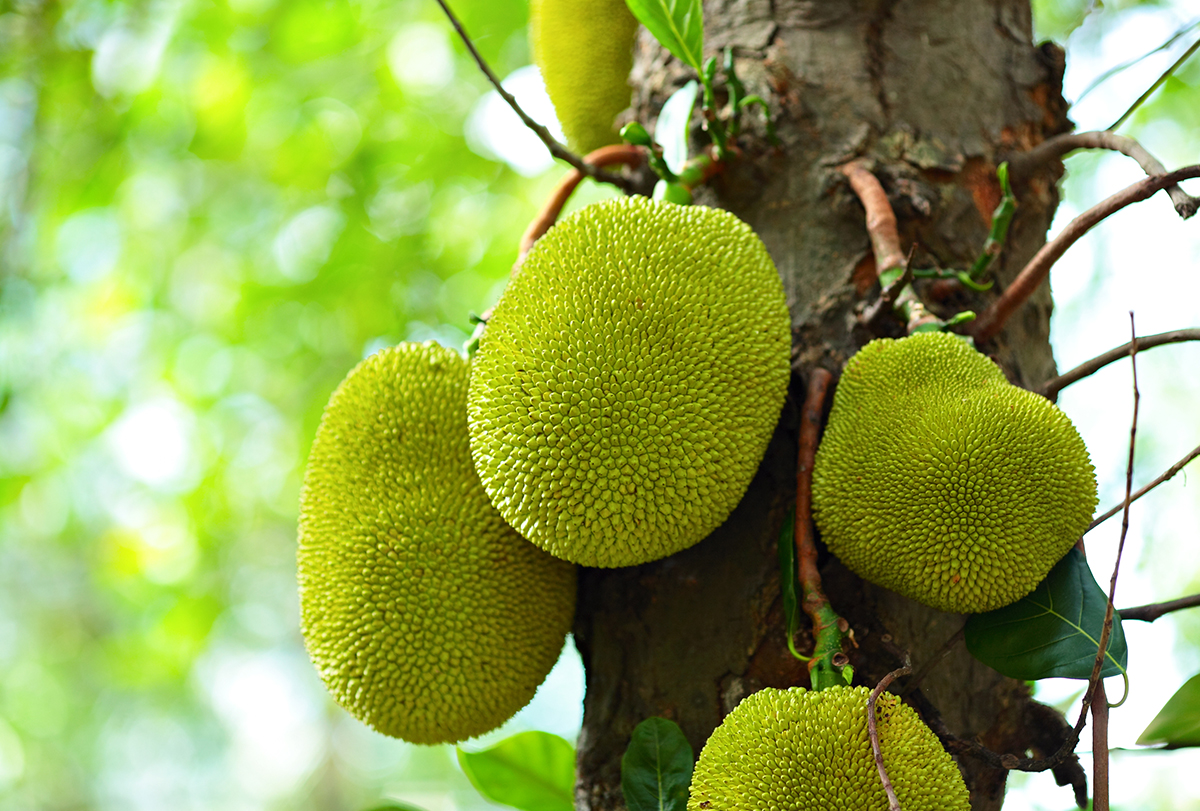 Why Jackfruit Is Nutritious And Beneficial