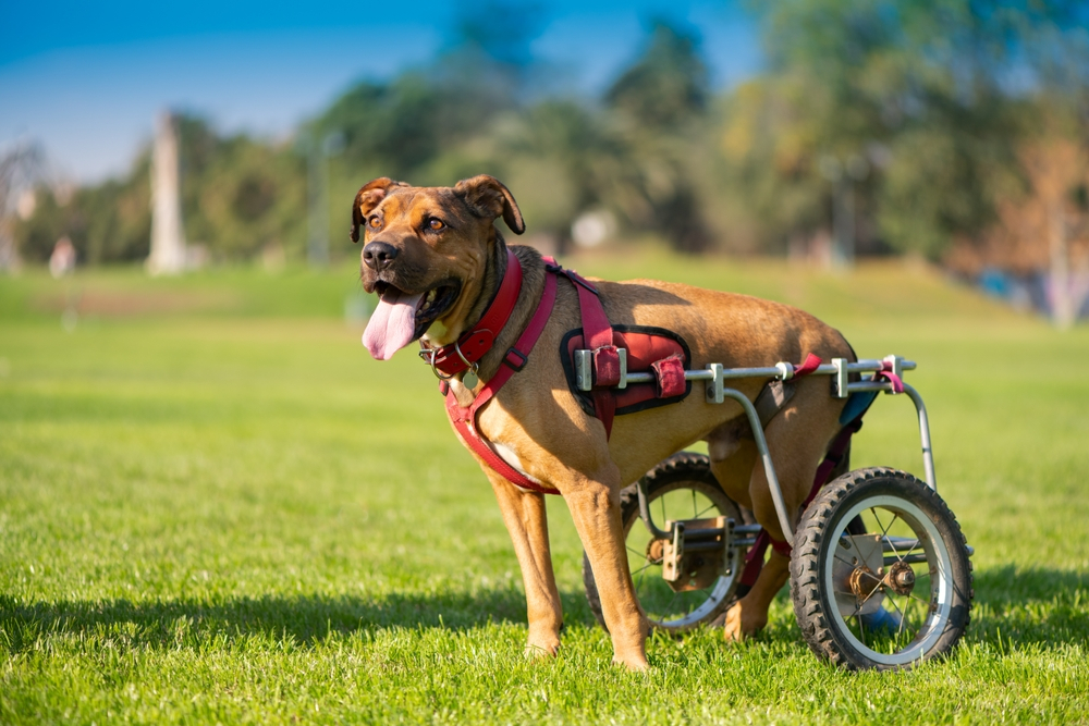 5 Signs That Your Pet Needs a Wheelchair for Mobility Support