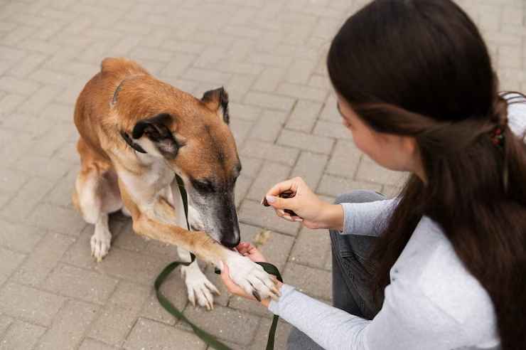at-home euthanasia for dogs