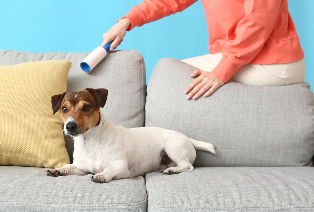 Say Goodbye to Pet Hair: How to Effectively Use the Pet Lint Hair Remover