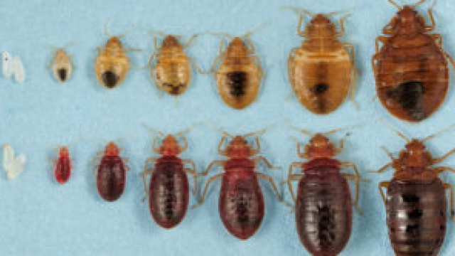 Unveiling the World of Bed Bugs: Anatomy, Behavior, and Impact