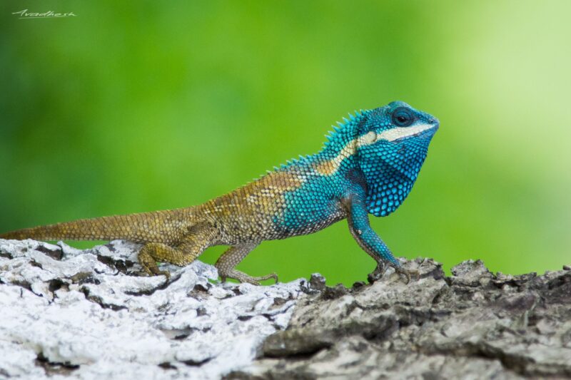 blue crested gecko