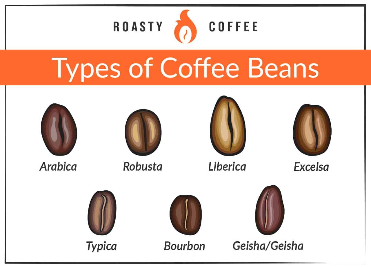 Ultimate Guide On Coffee Beans – Types of Coffee Beans 2024