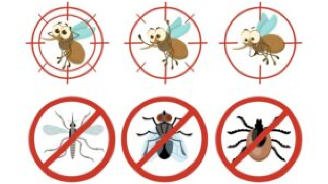 The Ultimate Guide to Bed Bugs Removal and Treatment