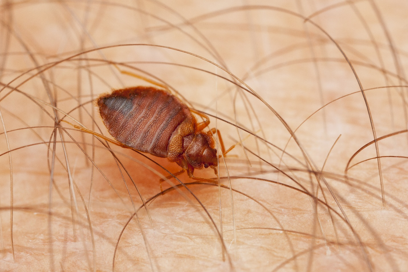 Effective Detection and Treatment Strategies for Bed Bug Control Woodbridge