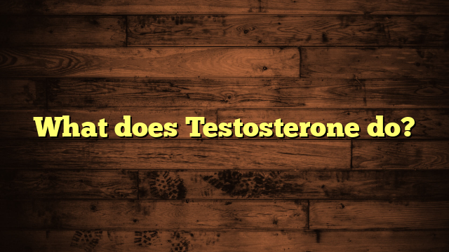 What does Testosterone do?