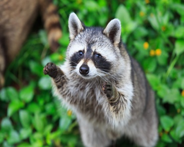 Vaughan Pest Control: 5 Powerful Ways to Keep Your House Free of Critters!