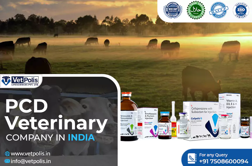 Understanding the Role of Veterinary PCD Pharma Company