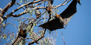 Safeguarding Your Houston Home: Effective Bat Removal and Rat Removal Strategies