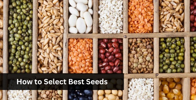How to Select Best Seeds