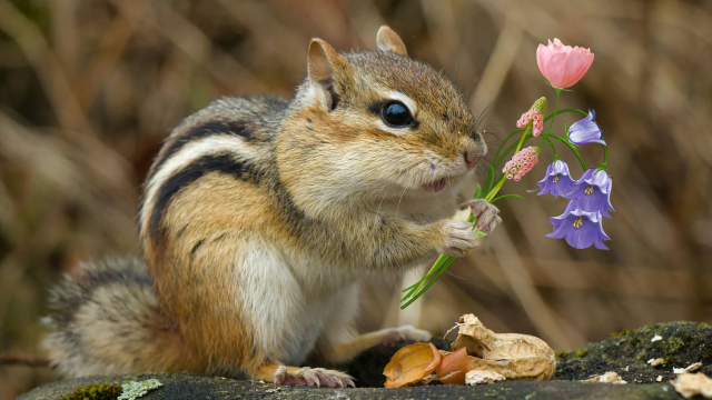 Removing Chipmunks with Kindness – Human Pеst Removal Solutions