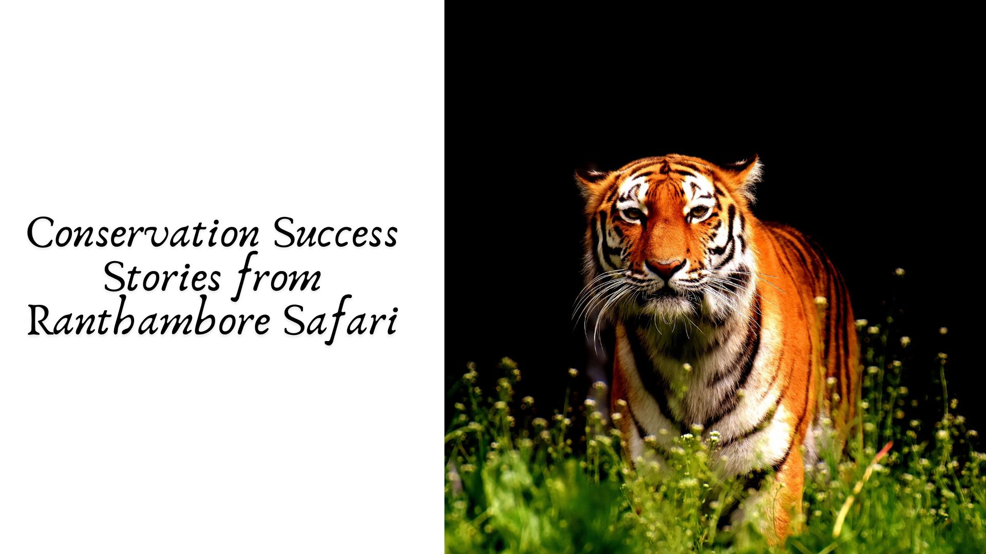 Conservation Success Stories from Ranthambore Safari